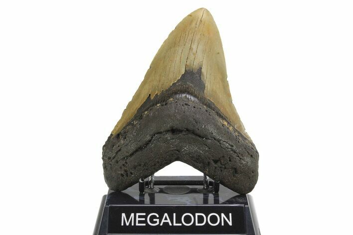 Serrated, Fossil Megalodon Tooth - Huge NC Meg #298790